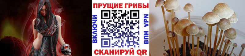 Галлюциногенные грибы Psilocybe  Сусуман 